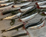 Foto del paso 1 de la receta: Sardinas al horno sin olor y con eneldo fresco
