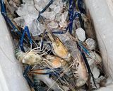 Foto langkah ke 1 dari resep Sop udang galah.