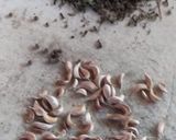 Foto del paso 2 de la receta: Platillo tradicional: SEGUEZA