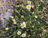 A picture of step 1 of California Farm Chamomile Tea with fresh mint.