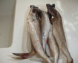 Foto del paso 1 de la receta: Pescadilla con almejas al horno