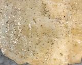 Foto del paso 1 de la receta: Pizza con quesitos, de Mar y Tierra