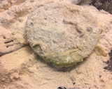Foto del paso 4 de la receta: Tomates verdes fritos