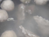 Pempek Tenggiri