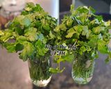 A picture of step 1 of ☘️How to Keep Coriander Fresh in the Fridge for Weeks☘️.