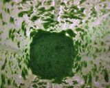 Foto del paso 2 de la receta: Cous cous en verde