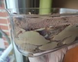 Foto del paso 11 de la receta: Tiramisú