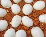 Foto del paso 6 de la receta: Huevos rancheros fitness