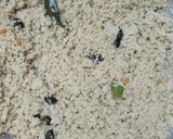 A picture of step 1 of Kambu (Bajra) Upma.