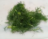 Foto del passaggio 1 della ricetta Sedanini di lenticchie con pesto di barba di finocchio a modo mio