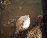 Foto del paso 1 de la receta: Espaguetis con sobras de pollo  receta de aprovechamiento