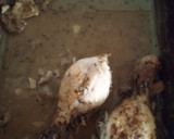 Foto del paso 1 de la receta: Espaguetis con sobras de pollo  receta de aprovechamiento