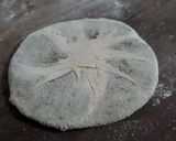 A picture of step 7 of Puran Poli / Gaddi Rotli.