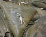 Foto langkah ke 7 dari resep Lupis Bunga Telang.