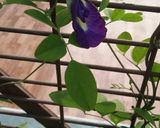 A picture of step 2 of Butterfly pea flower Drink.