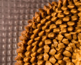 Foto del paso 4 de la receta: Cheesecake de calabaza y peanut butter