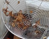 Foto langkah ke 9 dari resep Kupat tahu / tahu magelang.
