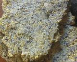 Foto del paso 8 de la receta: Talitas de mijo y semillas veganas
