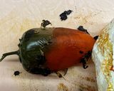 Zöldfűszeres - baconös krémsajttal töltött rántott jalapeno recept fázis 3 fotója