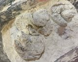 Foto langkah ke 1 dari resep Udang Tepung Goreng Instan.