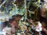 Agnelotis de acelga y ricota, con salsa
