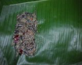 Foto langkah ke 3 dari resep Pepes teri basah/Lureh.
