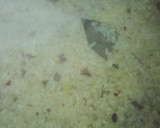 Foto del paso 4 de la receta: Arroz con taquitos de jamón serrano y cúrcuma