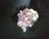 Foto langkah ke 2 dari resep Ayam Kecap.