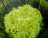 Hình bước làm 5 của món Xôi Cốm Hạt Sen