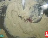 A picture of step 5 of Badam Halwa.