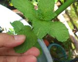 Foto langkah ke 2 dari resep Melon Mint Iced Tea.