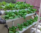 Foto langkah ke 2 dari resep Tumis baby Pakchoy with garlic.