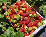 A picture of step 1 of Strawberry Jam with Pectin.