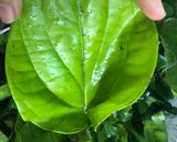 Hình bước làm 2 của món Nước Lá Xông - Bài Thuốc Dân Gian Đánh Bay Cảm Cúm - Anti Covid