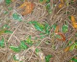 A picture of step 2 of Brown veggies spaghetti.