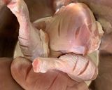 صورة لخطوة 1 من وصفة صينية فخاد وصدورة مع بصل وبطاطا وبندورة