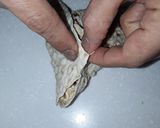عکس مرحله 4 از دستور سمبوسه