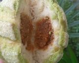 Foto langkah ke 12 dari resep Melon Pan.