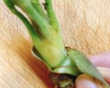 A picture of step 2 of Spring Delicacy: Preparing and Frying Fiddlehead Ferns.