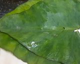 A picture of step 1 of Patra Dhokla Bytes With Meethi Chutney.