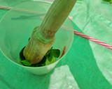 Foto del paso 5 de la receta: Mojito