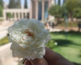 عکس مرحله 5 از دستور کاپ کیک شکلاتی