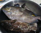 Foto langkah ke 1 dari resep #239 Ikan Kerapu Steam Hongkong.