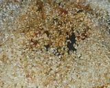 Foto del paso 8 de la receta: Paella de cangrejo azul y potón