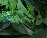 Foto del paso 3 de la receta: 09/07📅🥬Canelones de Espinaca (Dos variantes)🥬