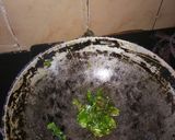 A picture of step 3 of Nellikai Chutney Rice.