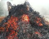 Hình bước làm 1 của món Cá lóc nướng trui quấn lá tiêu lốt