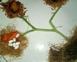 A picture of step 4 of Potato Cheese Balls on a Bird Nest.