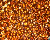 A picture of step 6 of Peanut chikki.