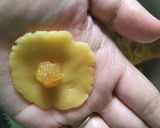 Foto langkah ke 7 dari resep Nastar Favorit (memprul).